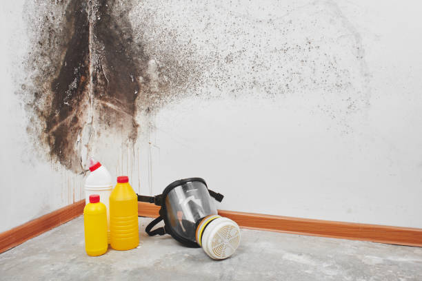 Best Mold Testing  in Dilworth, MN