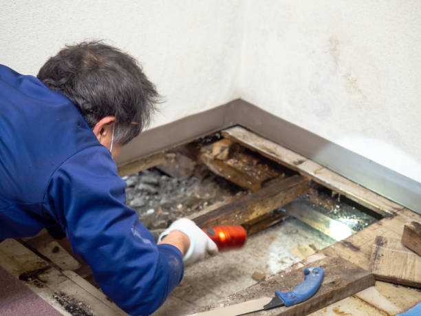 Best Local Mold Removal Service  in Dilworth, MN