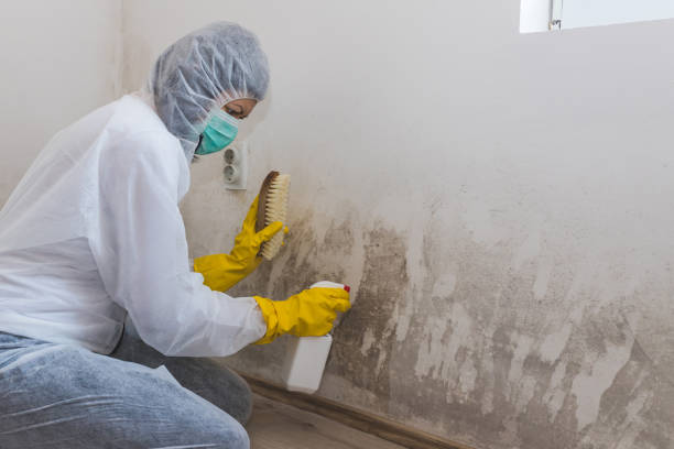 Best Crawl Space Mold Removal  in Dilworth, MN