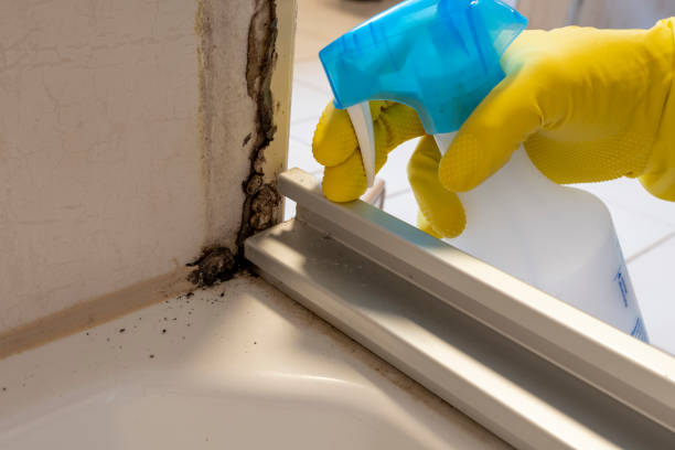 Best Black Mold Removal  in Dilworth, MN
